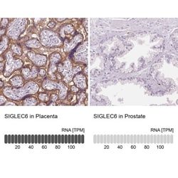 Siglec-6/CD327 Antibody, Novus Biologicals 25 &mu;L; Unlabeled:Antibodies,